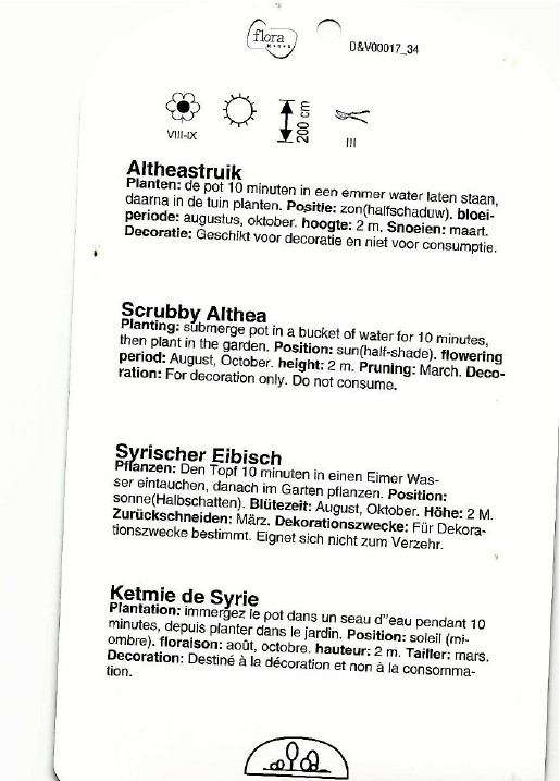 Hibiscus syriacus monstrosus 0002.jpg